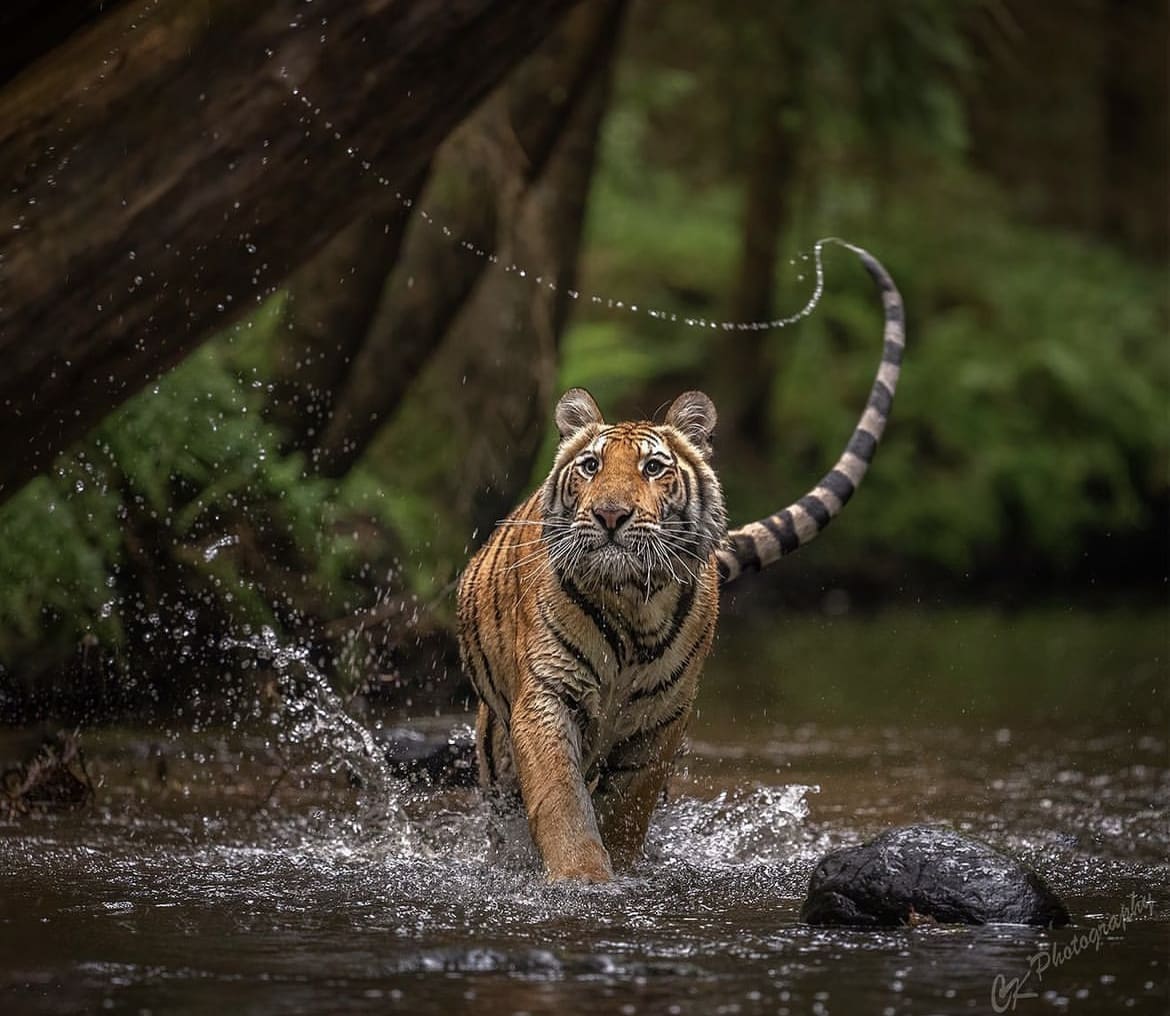 Big cat walking through a shallow forest stream